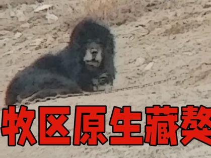 鬼脸藏獒多少钱一只_鬼脸臧獒_鬼脸藏獒