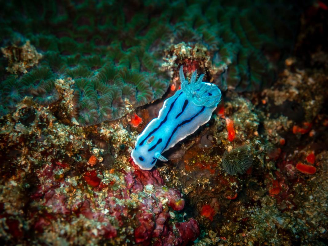 海兔怎么做好吃_海兔图片_海兔