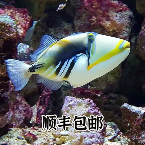 鸳鸯炮弹鱼能跟什么鱼养_鸳鸯炮弹_鸳鸯炮弹吃小丑鱼吗