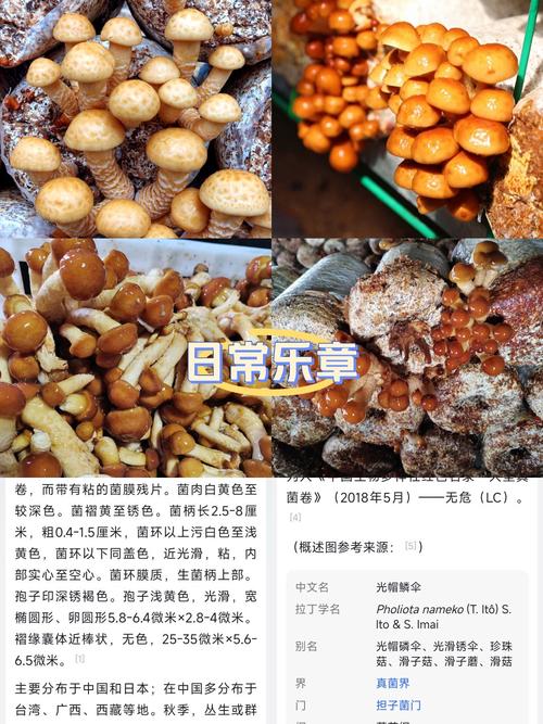 滑孑菇种植视频_滑菇怎样种植_滑子菇栽培