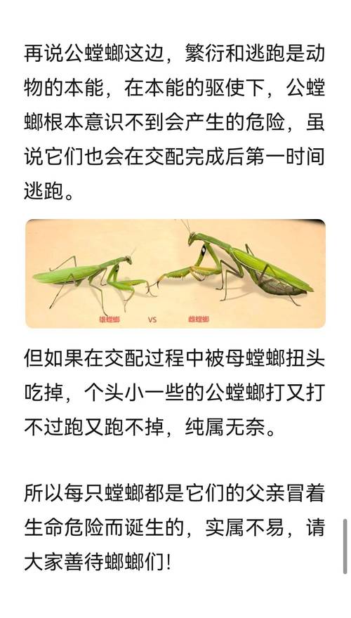 火烧螳螂卵鞘的作用与功效_火烧螳螂_火烧螳螂籽