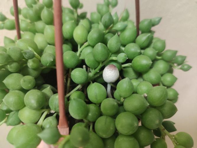 佛珠生菇_佛珠生菇讲述了_佛珠生菇讲述一个什么道理