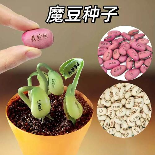 爱情魔豆：承载浪漫期盼，见证情侣间美好爱情历程