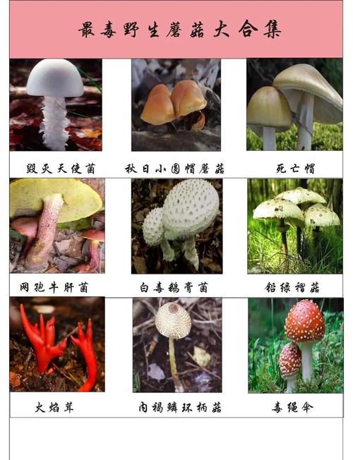 御龙在天野蘑菇在哪_御龙在天野蘑菇在哪_御龙在天野蘑菇在哪