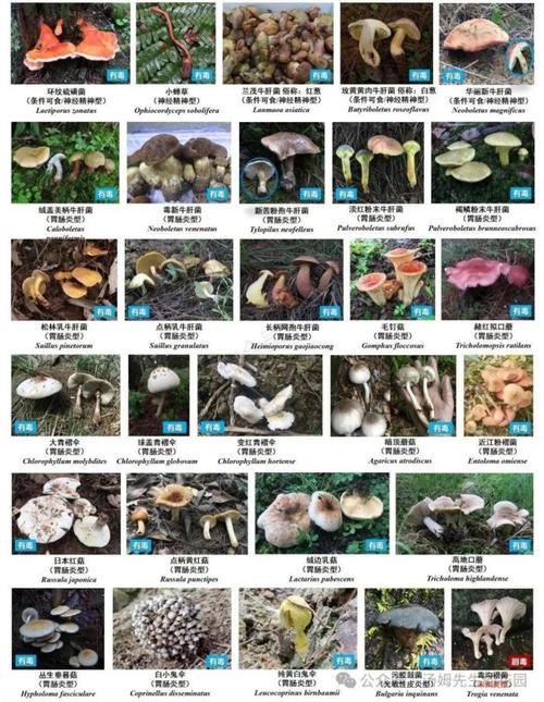 御龙在天野蘑菇在哪_御龙在天野蘑菇在哪_御龙在天野蘑菇在哪