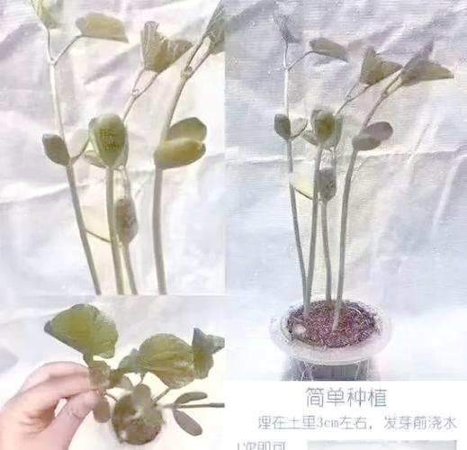 爱情魔豆是哪种豆类_爱情魔豆是什么豆_爱情魔豆