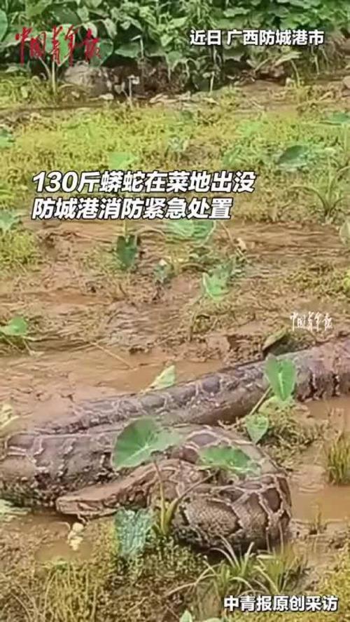 蟒蛇之灾_蟒蛇之灾_蟒蛇之灾