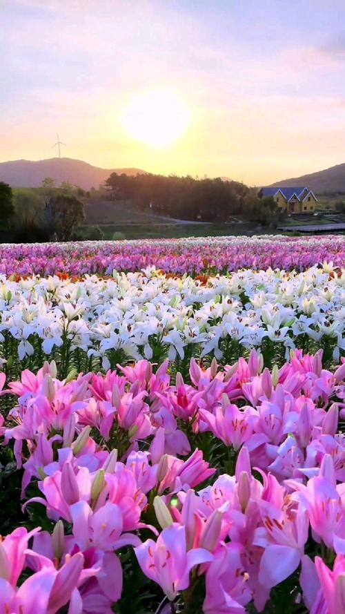 百花缭乱65毕业装备一览表_百花缭乱歌词_百花缭乱12