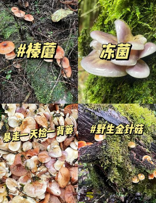御龙在天玩家必看！野生蘑菇分布地点详细揭秘