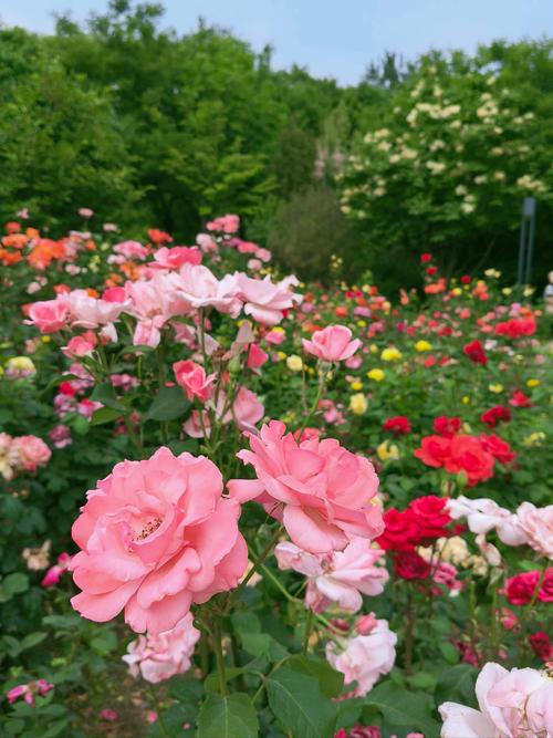 百花缭乱12_百花缭乱65毕业装备一览表_百花缭乱歌词