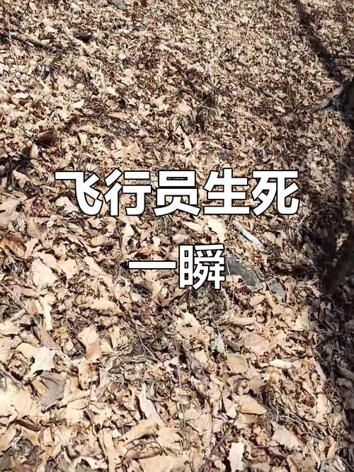 乘坐飞机穿越异世界，神秘刺激之旅险象环生