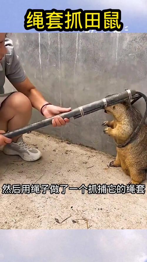 捕捉田鼠：充满挑战与乐趣的活动，这些要点你得知道