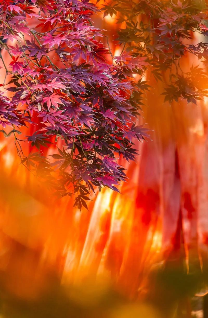 梦幻七色玲珑石任务奖励什么_梦幻七色玲珑石任务吃双倍吗_七色梦幻