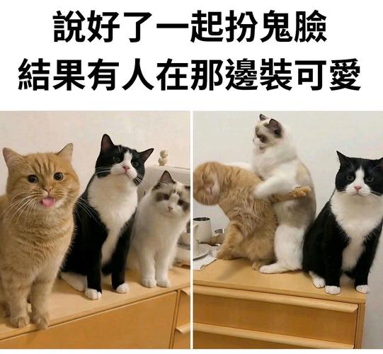 猫扑图文_猫扑的照片_猫扑大杂烩图片