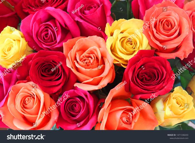 blue rose_rosebleu社有哪些作品_roseblue什么意思