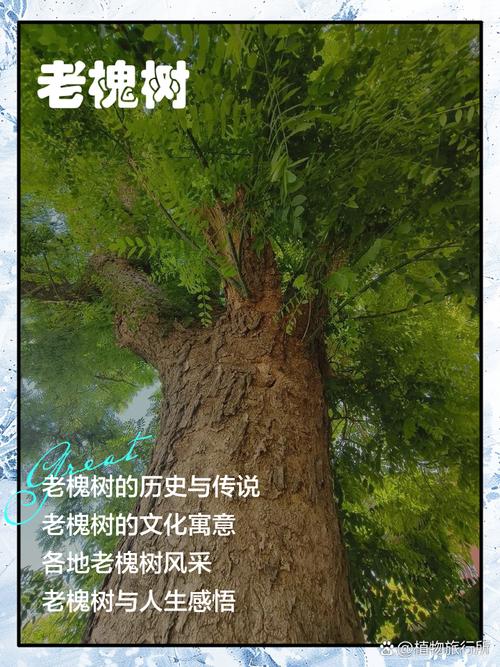 小村庄传说：老槐树承载珍贵回忆，助力孩子成长