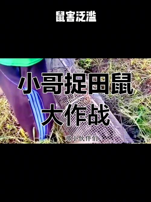 田鼠打法_打田鼠_田鼠打地洞