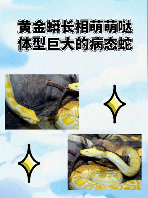 黄金蟒咬人吗_黄金蟒咬人_黄金蟒咬饲养员