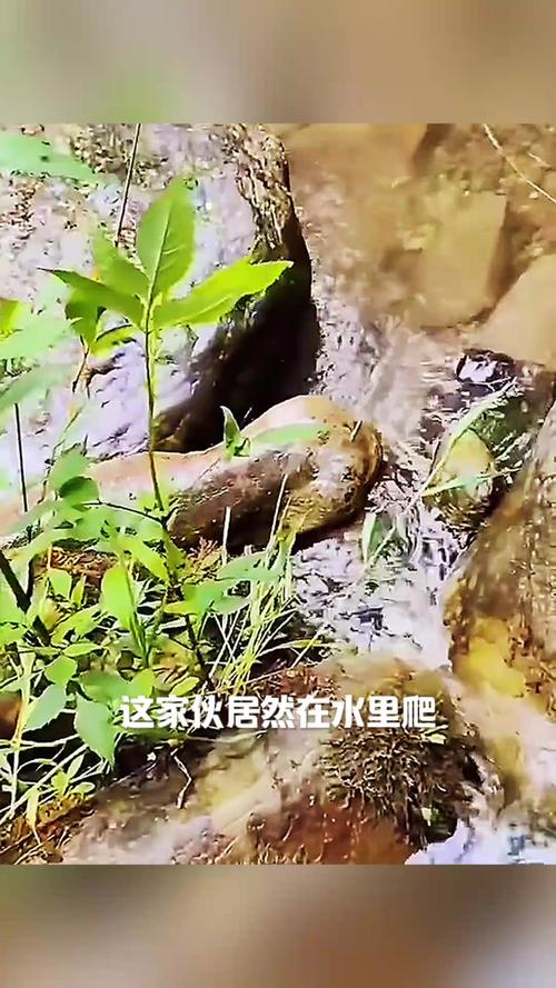 丛林鱼2_丛林的鱼2演员表_丛林中的鱼