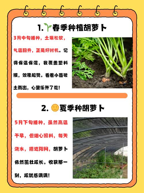 摩尔庄园胡萝卜可以做什么菜_摩尔庄园 胡萝卜_摩尔庄园胡萝卜多久成熟