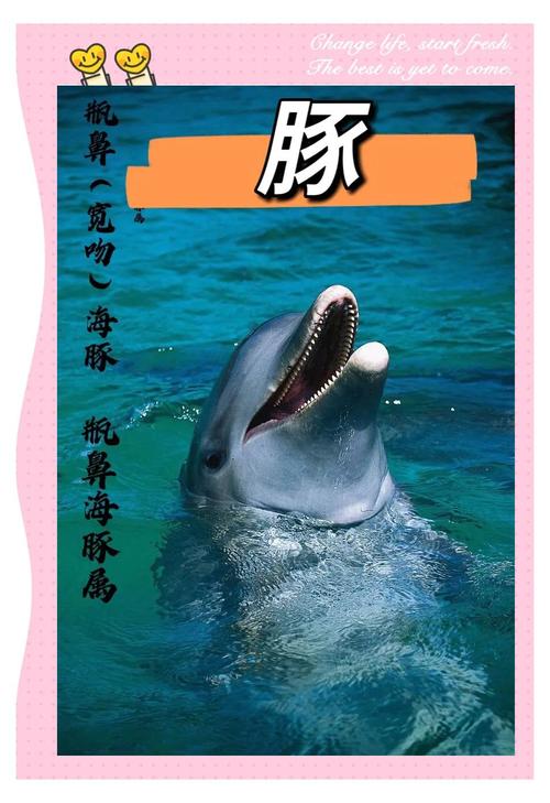 国虹 海豚 国虹海豚独具魅力，生活习性有趣且在生态系统中至关重要