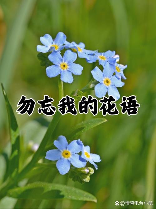 勿忘我 存档 别忘了这三个字，铭记爱与友情，让美好永远留存