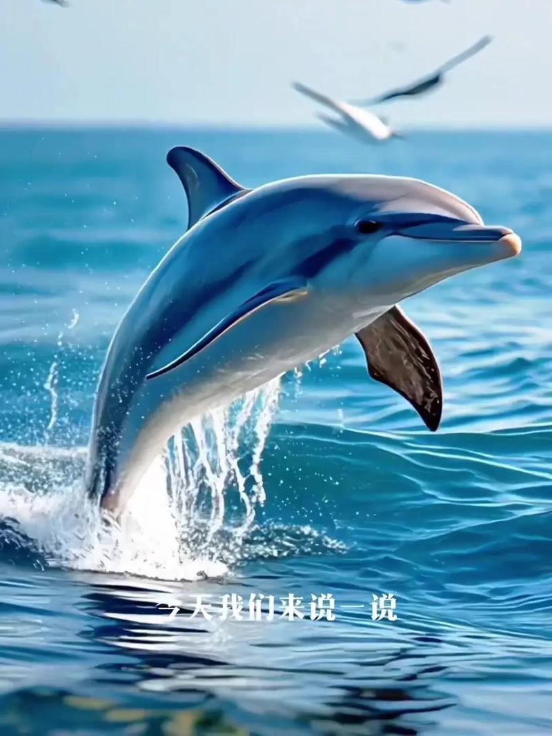 海豚国旗图片_海豚国际_国虹 海豚