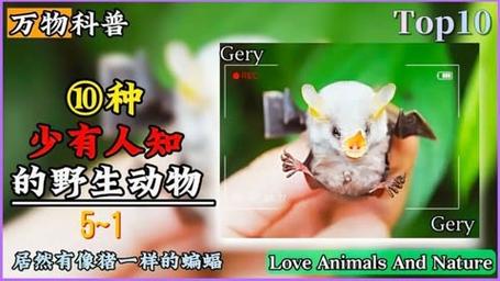 蝙蝠在猪身上是什么意思_猪嘴蝙蝠_猪脸大蝙蝠