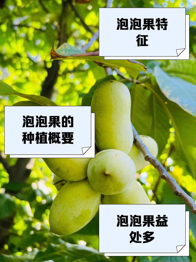 泡泡果实_泡泡果实能力介绍_泡泡果实生苗几年结果