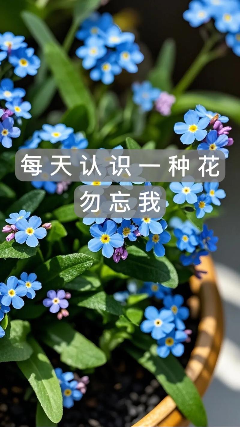 勿忘我存档位置_勿忘我游戏存档_勿忘我 存档