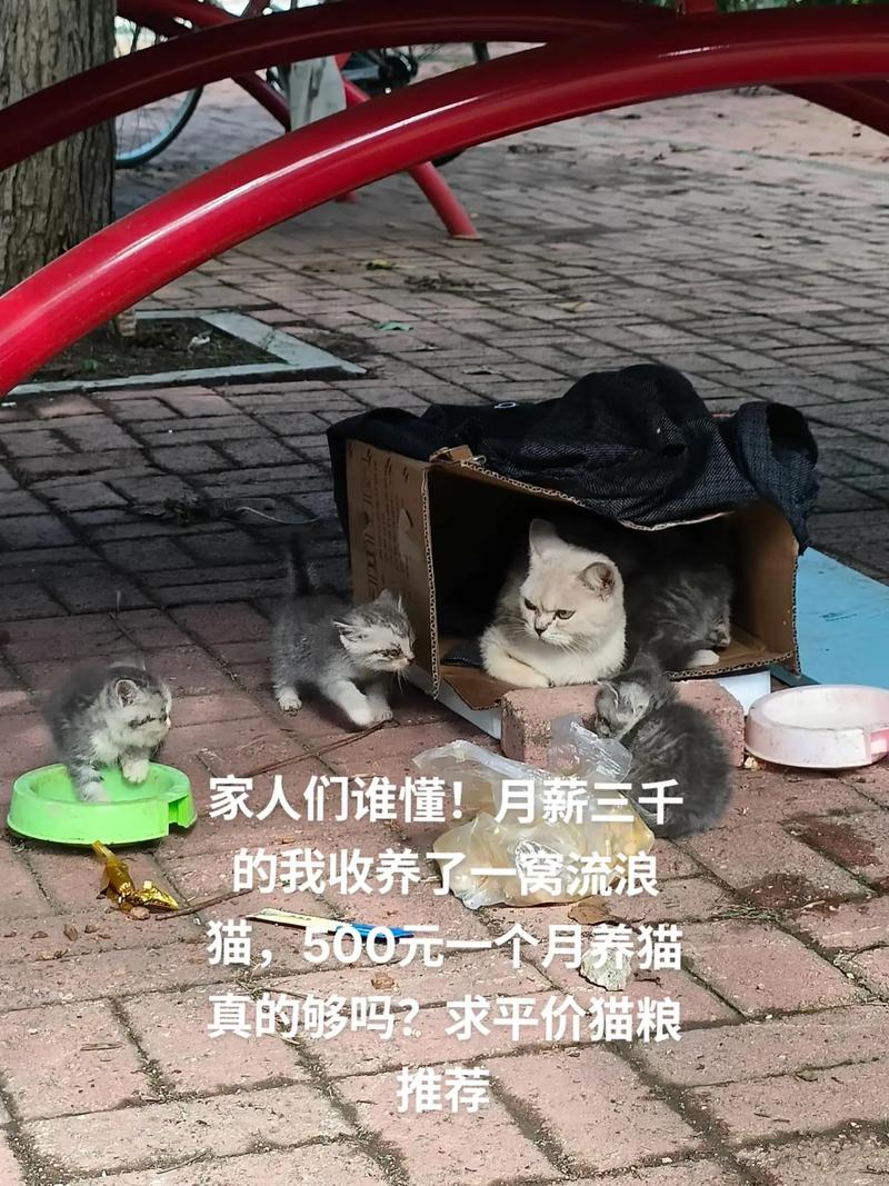 猫侠直播是个什么软件_中国猫侠_猫侠直播是正规平台吗