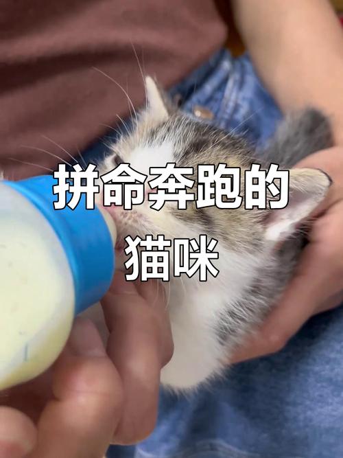 中国猫侠全力救助流浪猫，喂食搭窝找新家，温暖又可敬
