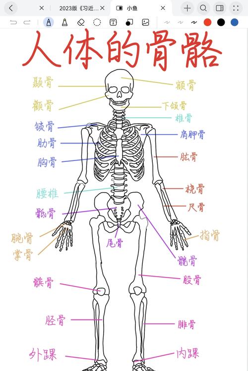 骨法用笔_骨法_骨法洞达