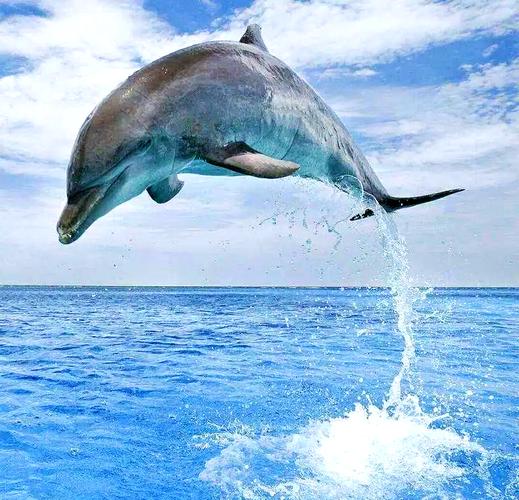 海豚国际_海豚国旗图片_国虹 海豚