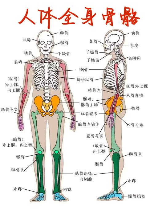 骨法_骨法洞达_骨法用笔