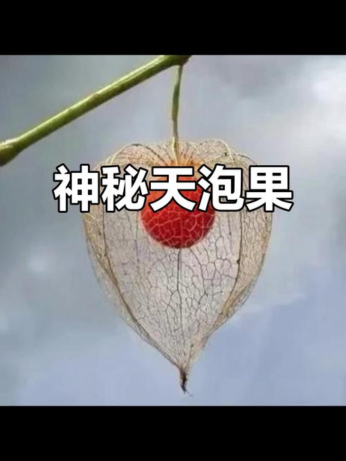 泡泡果实_泡泡果实能力介绍_泡泡果实生苗几年结果