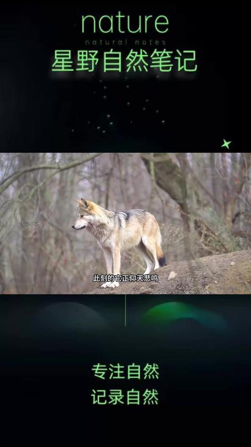 暗影狼人_暗影狼王智慧的考验_暗影之狼