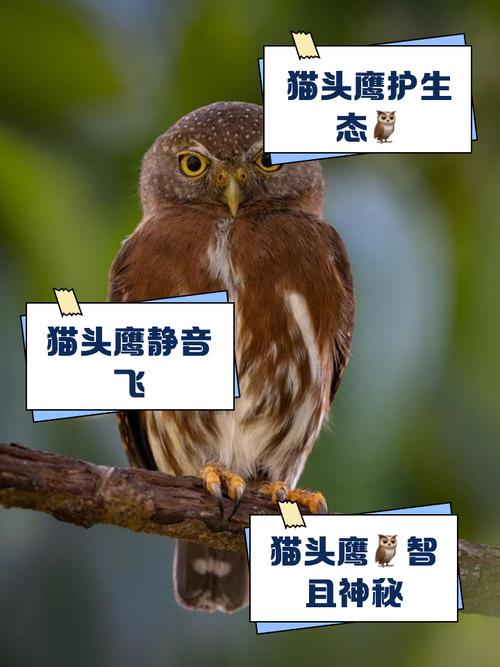 灵魂兽猫头鹰刷新时间_灵魂兽猫头鹰前置任务_刷新兽灵魂猫头鹰时间多久