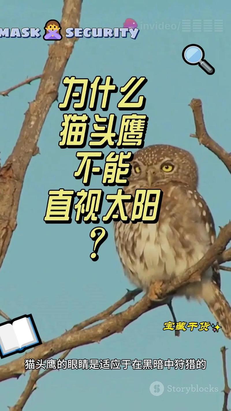 掌握灵魂兽猫头鹰出现规律有多重要？间隔8到12小时需耐心守候