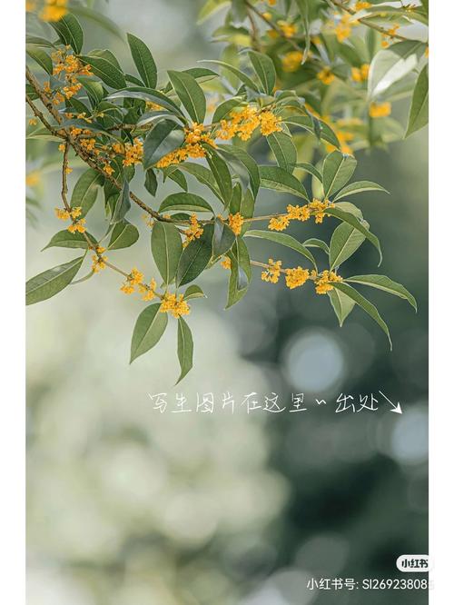 月桂树下的王子们cp_月桂树下的王子们_桂树下的王子们