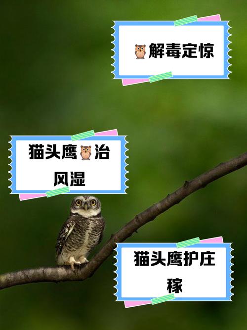 灵魂兽猫头鹰刷新时间_灵魂兽猫头鹰前置任务_刷新兽灵魂猫头鹰时间多久