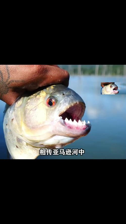 食人鱼事件前传_食人鱼事件知乎_食人鱼事件