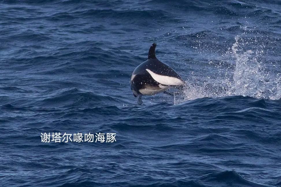 喙头海豚_海豚喙是什么_喙头