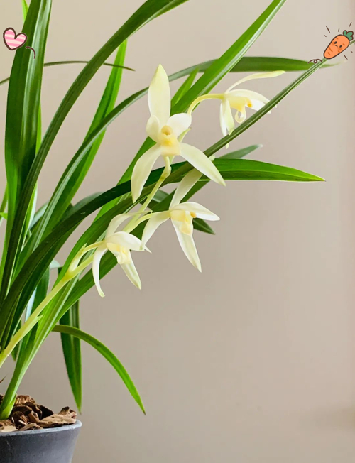 幽兰花_幽兰花的花语和寓意_幽兰花苏辙