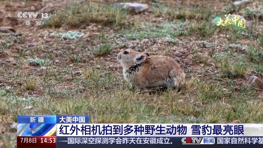 雪豹vr_雪豹苹果老虎机单机版下载安装_苹果雪豹