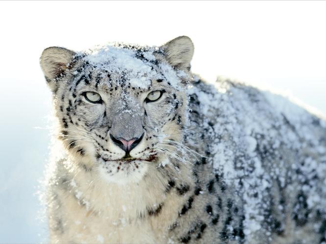 雪豹苹果老虎机单机版下载安装_苹果雪豹_雪豹vr