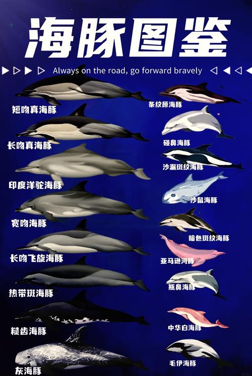 喙头海豚 探秘独特神秘的喙头海豚：习性有趣却面临生存威胁
