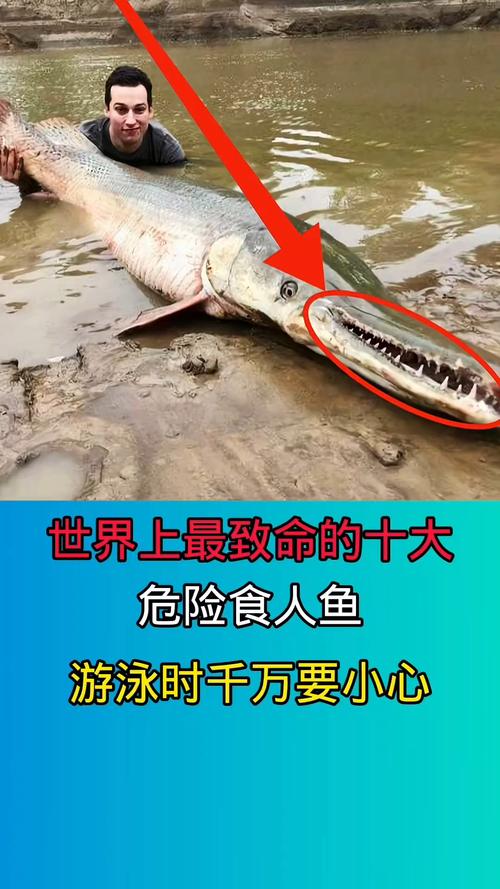 食人鱼事件_食人鱼事件知乎_食人鱼事件前传