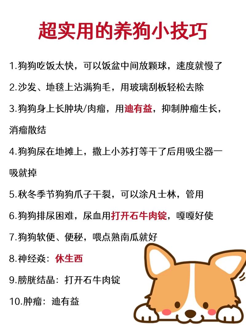 宠物心情文案_怎么让qq宠物心情好_关于宠物的说说开心的说说