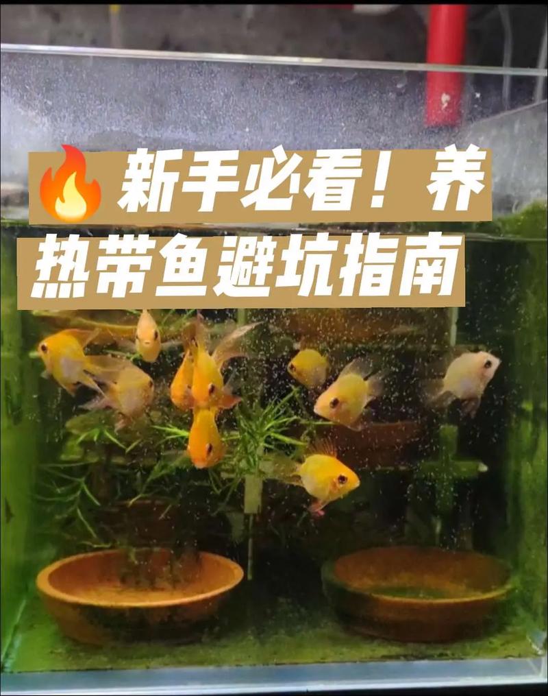 热带鱼论坛_热带鱼交流群_热带鱼论坛有哪些